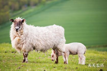 1967年出生的生肖羊在2023年的财运介绍！