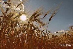 开工吉日冲兔辛卯煞东什么意思？开工仪式需要准备哪些东西？