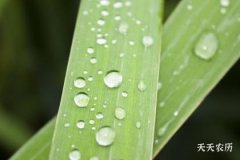 白露是几月几日 每年都在这个区间