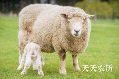 1967年出生的生肖羊2023年能抱孙子吗？孩子是什么命？